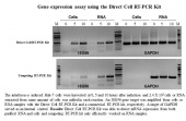 Direct One-Step Cell RT-PCR Kit