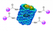 KLH - 小分子酸偶联试剂盒