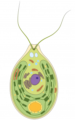 Set of 4 Chlamydomonas anti-Lhc antibodies