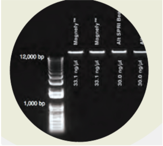 BioMag Oligo dT(20) - Nuclease-free