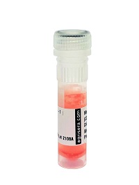 Anti-Tubulin alpha chain, FITC conjugated (clone TU-01)