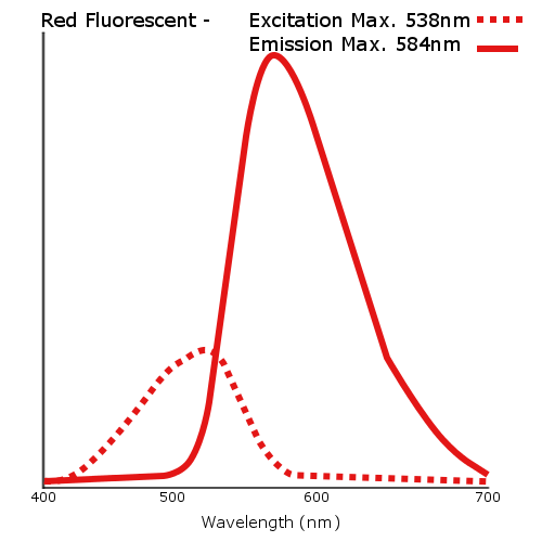 Red Fluorescent Aminated Particles
