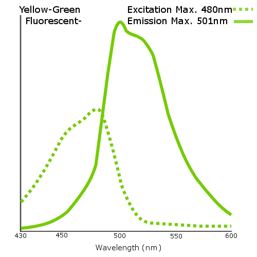 Yellow-Green Fluorescent Aminated Particles